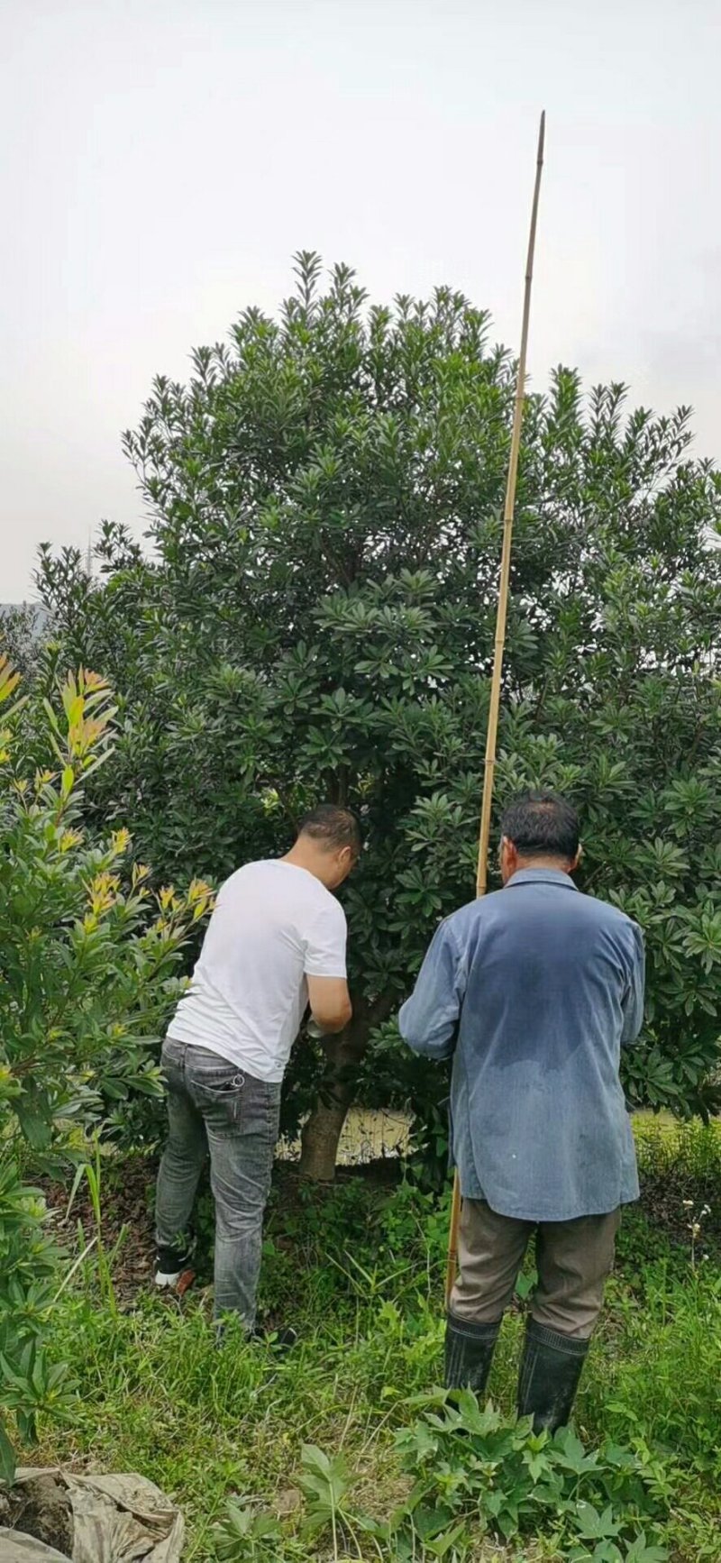 地径8-15公分杨梅树，树形优美，价格实惠！