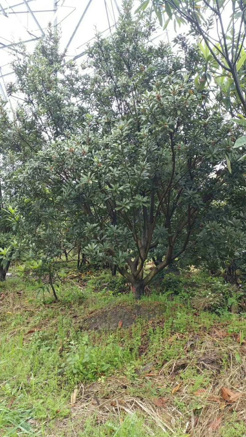 地径8-15公分杨梅树，树形优美，价格实惠！
