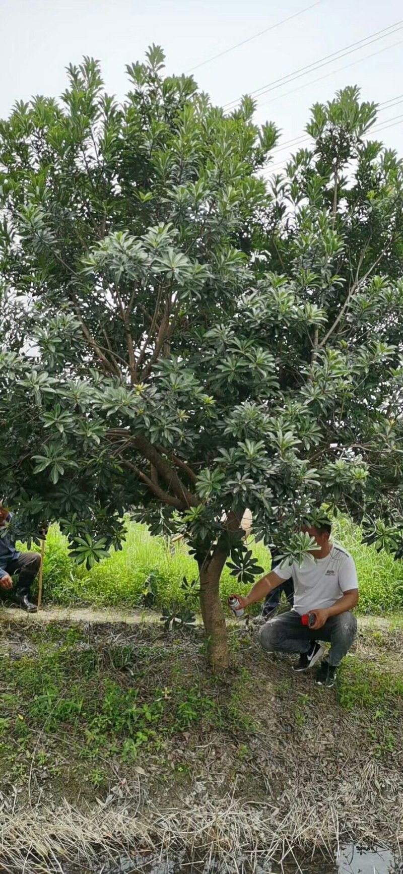 地径8-15公分杨梅树，树形优美，价格实惠！