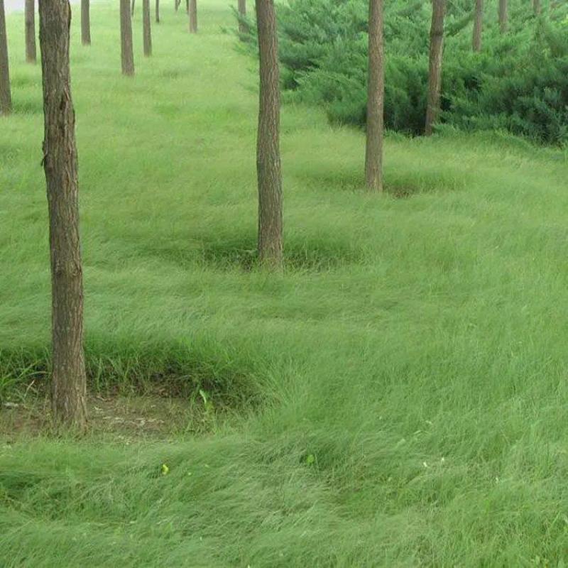 进口野牛草草坪种子矮生四季长青草种耐旱耐寒草平绿化抗污染