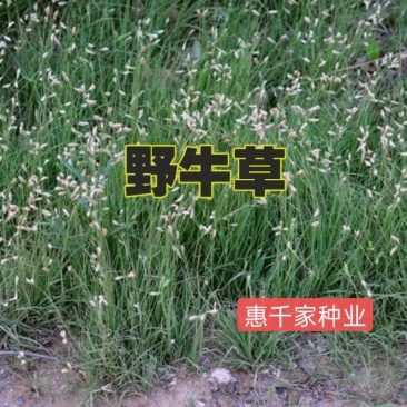 进口野牛草草坪种子矮生四季长青草种耐旱耐寒草平绿化抗污染