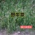 进口野牛草草坪种子矮生四季长青草种耐旱耐寒草平绿化抗污染