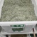 进口野牛草草坪种子矮生四季长青草种耐旱耐寒草平绿化抗污染