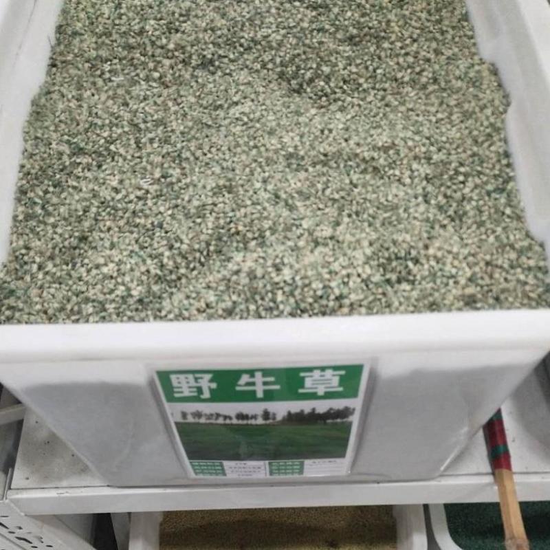 进口野牛草草坪种子矮生四季长青草种耐旱耐寒草平绿化抗污染