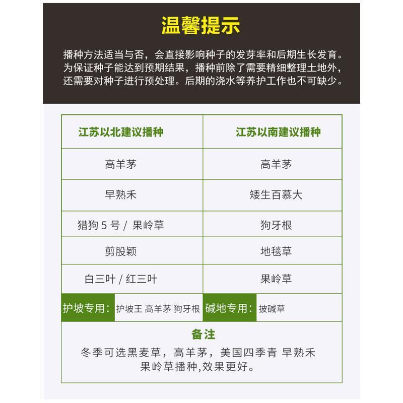 进口野牛草草坪种子矮生四季长青草种耐旱耐寒草平绿化抗污染
