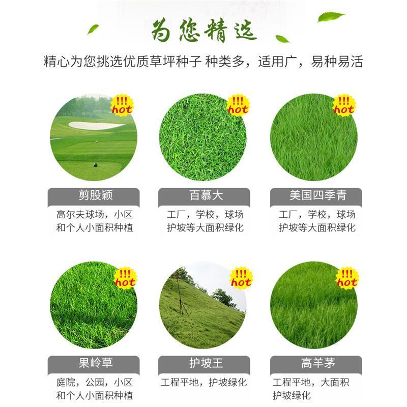 进口野牛草草坪种子矮生四季长青草种耐旱耐寒草平绿化抗污染