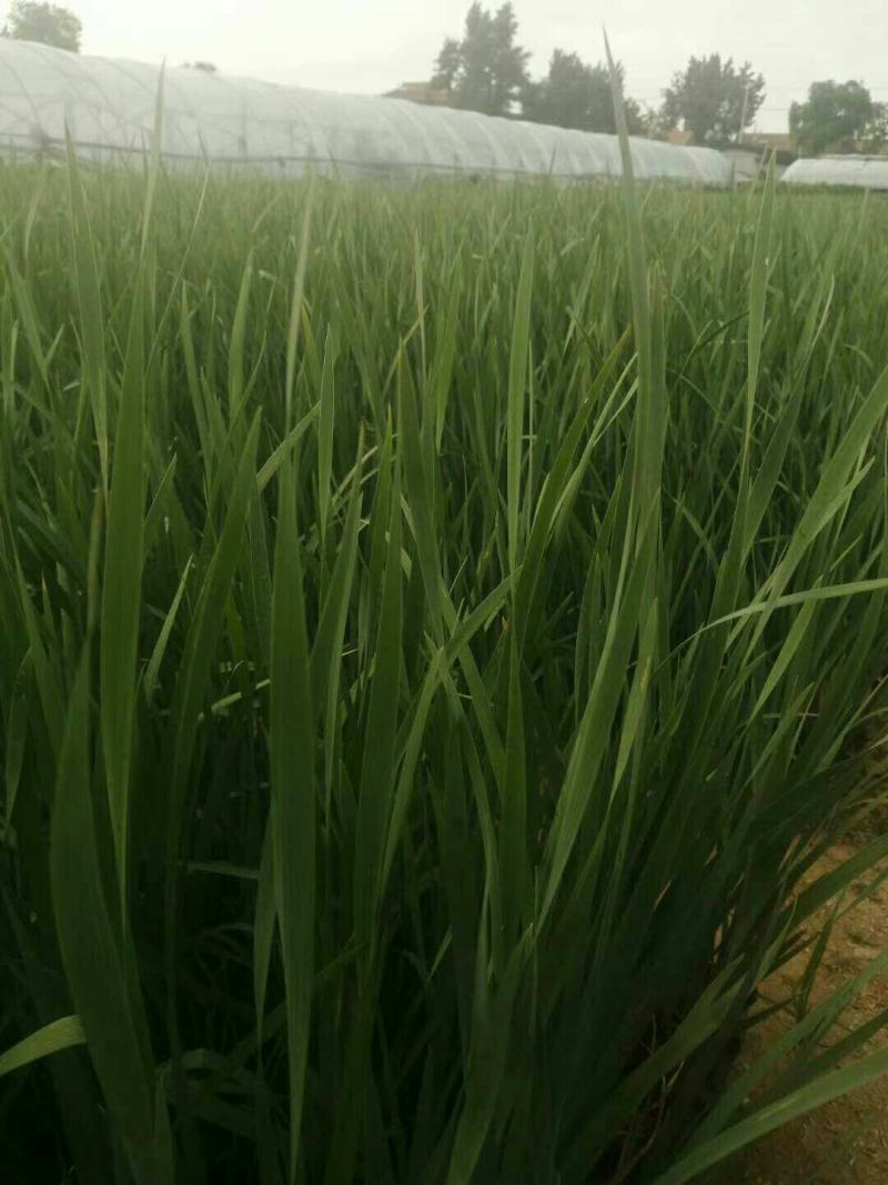马兰马兰批发马兰价格基地直销批发马兰价格