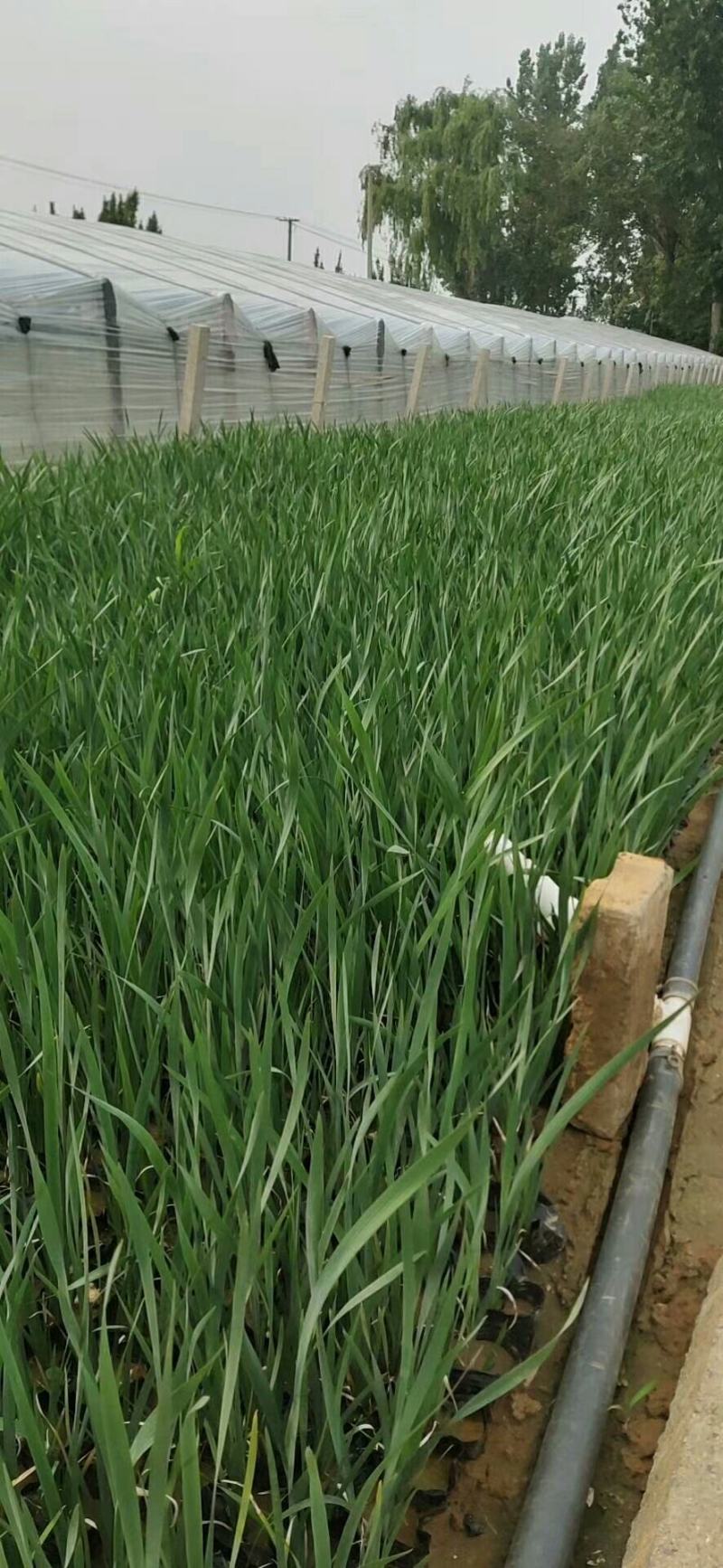 马兰马兰批发马兰价格基地直销批发马兰价格