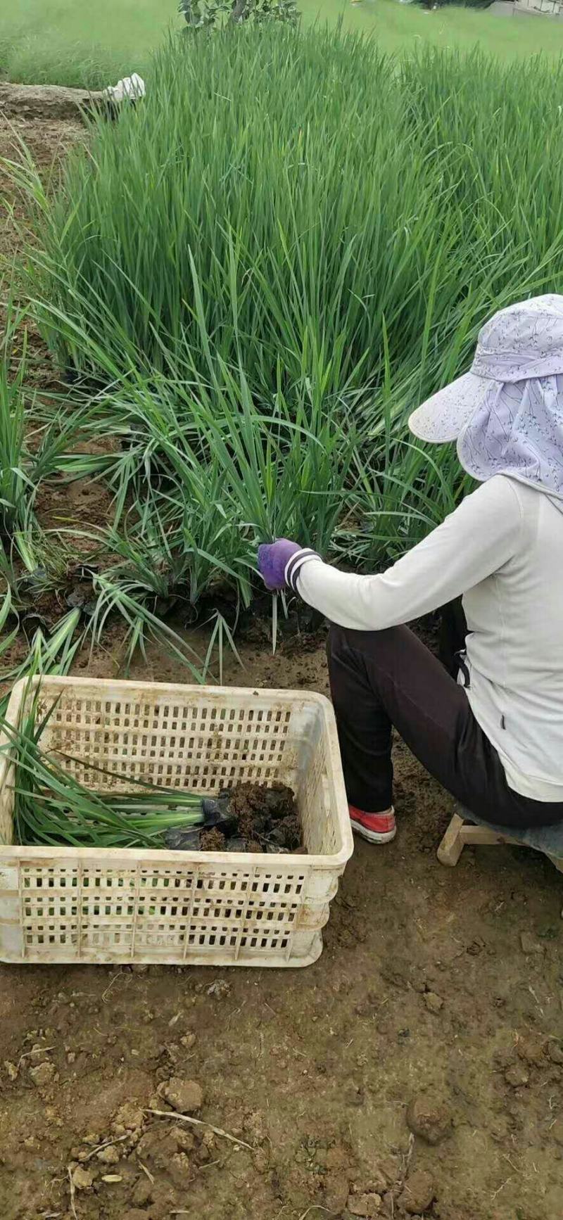 马兰马兰批发马兰价格基地直销批发马兰价格