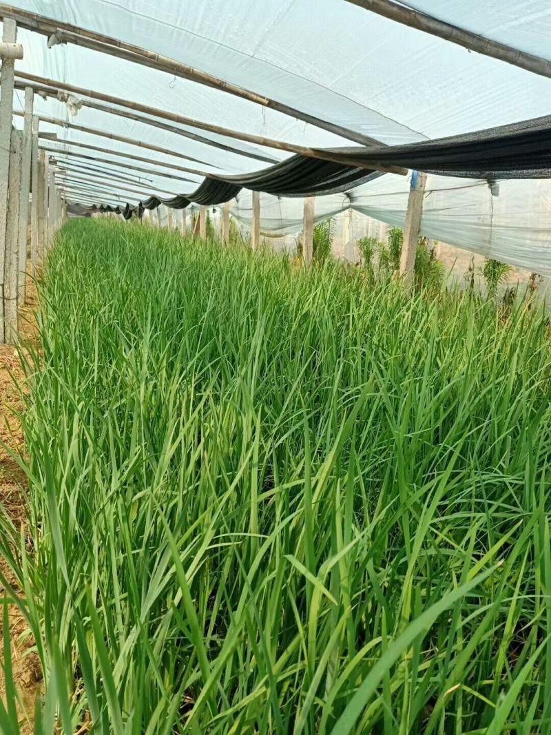 马兰马兰批发马兰价格基地直销批发马兰价格