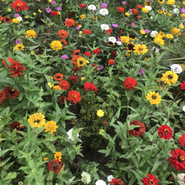 百日草种子花期长花大颜色丰富花海品种一件代发