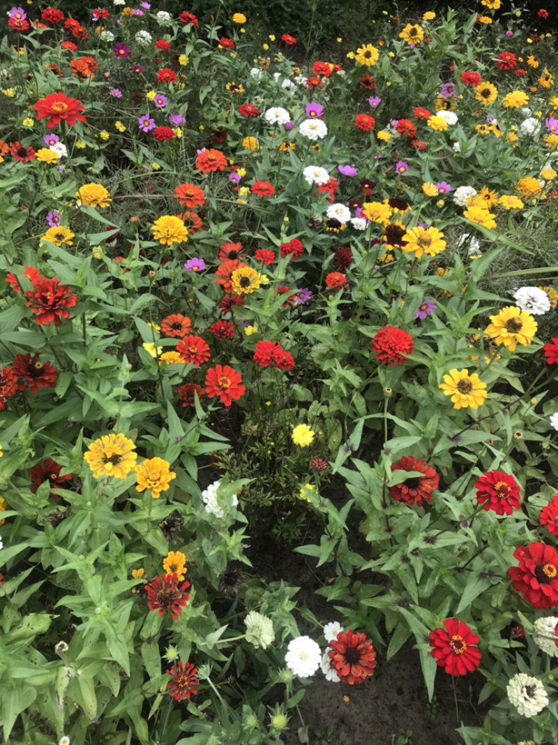 百日草种子花期长花大颜色丰富花海品种一件代发