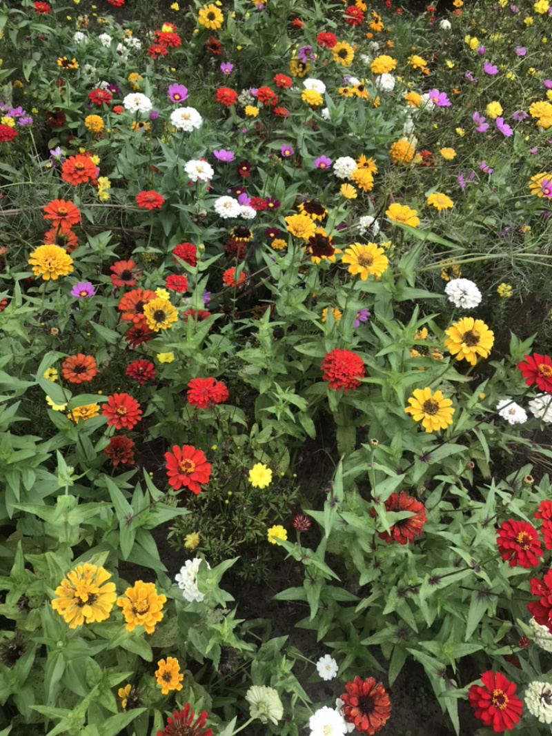 百日草种子花期长花大颜色丰富花海品种一件代发