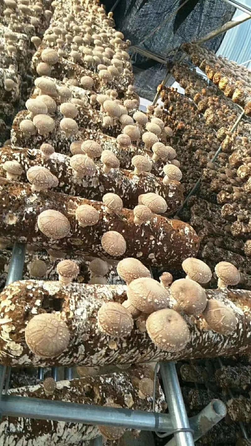 西峡县科达菌种厂！香菇菌种有9608/908/5号，