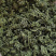 人参花长白山四年人参花100g批发