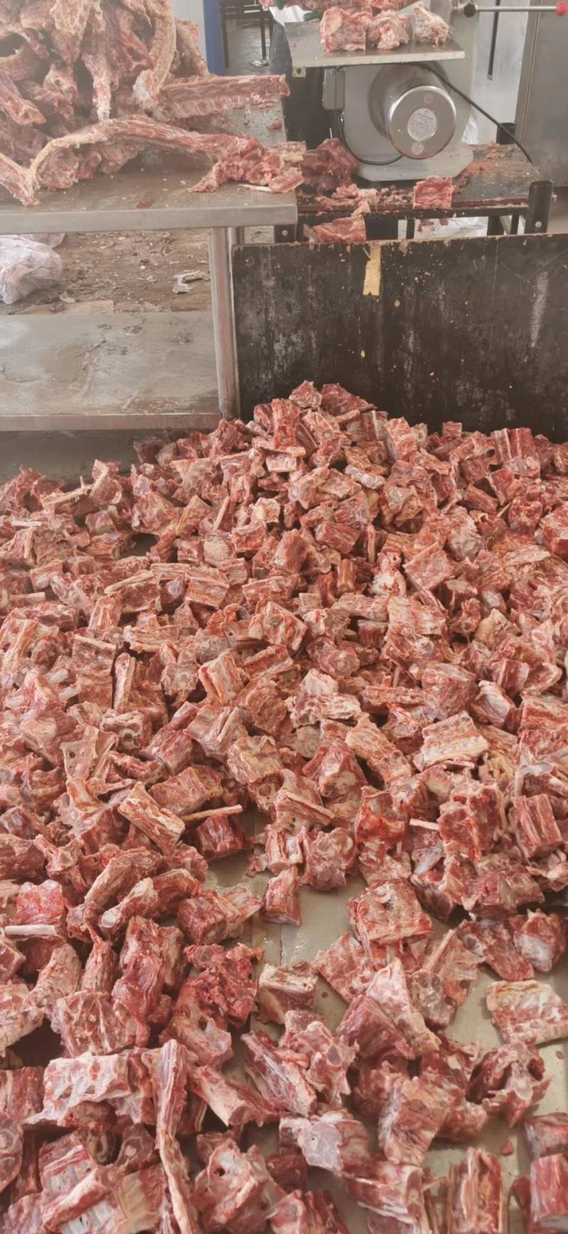 内蒙古锡林郭勒草原羔羊龙骨，肉大羊蝎子，