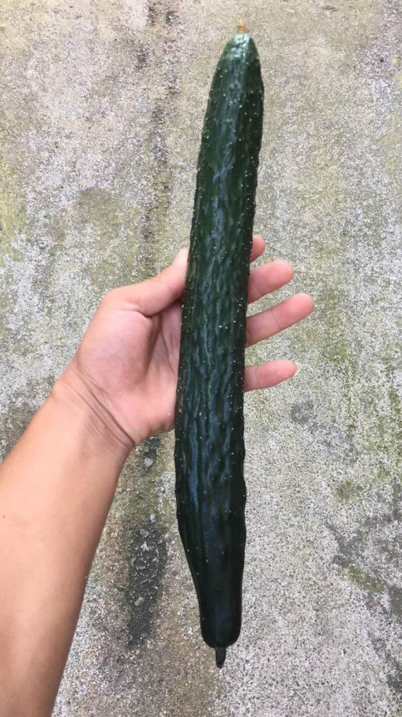 青瓜，黄瓜，基地直销