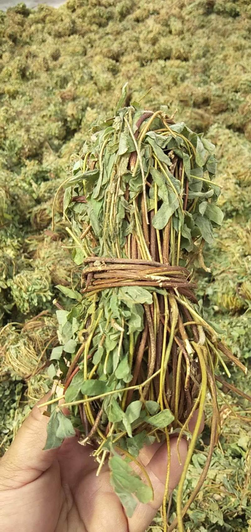 新货野生鸡骨草带叶藤，人工扎把无硫农产品