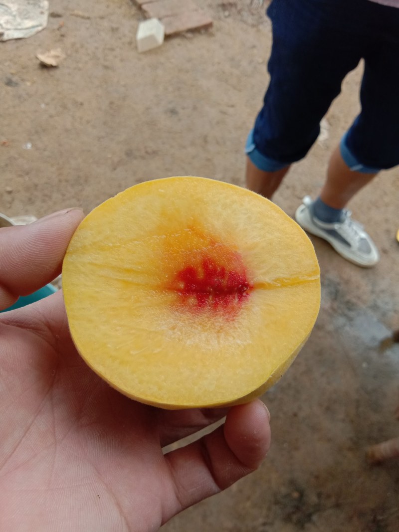 锦绣套袋黄桃，大量有货，产地直供一手货源