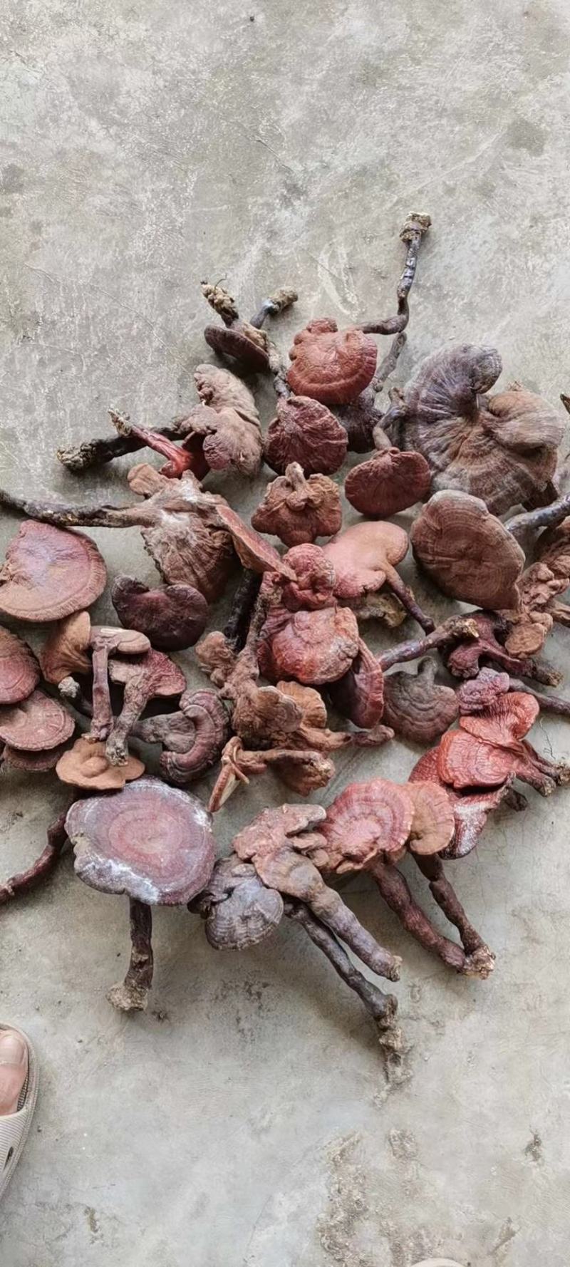 贵州深山老林赤灵芝黑灵芝