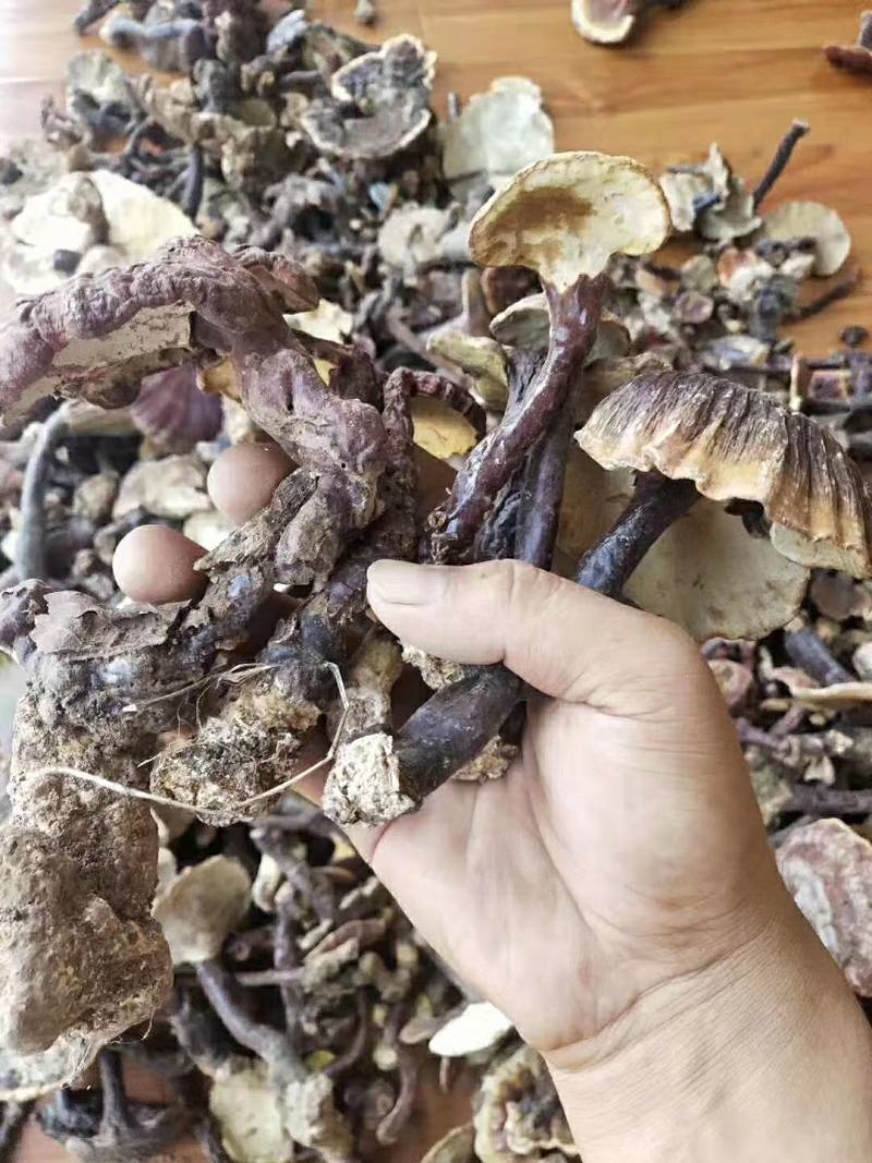 贵州深山老林赤灵芝黑灵芝