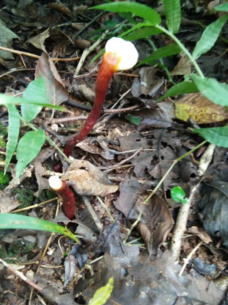 贵州深山老林赤灵芝黑灵芝
