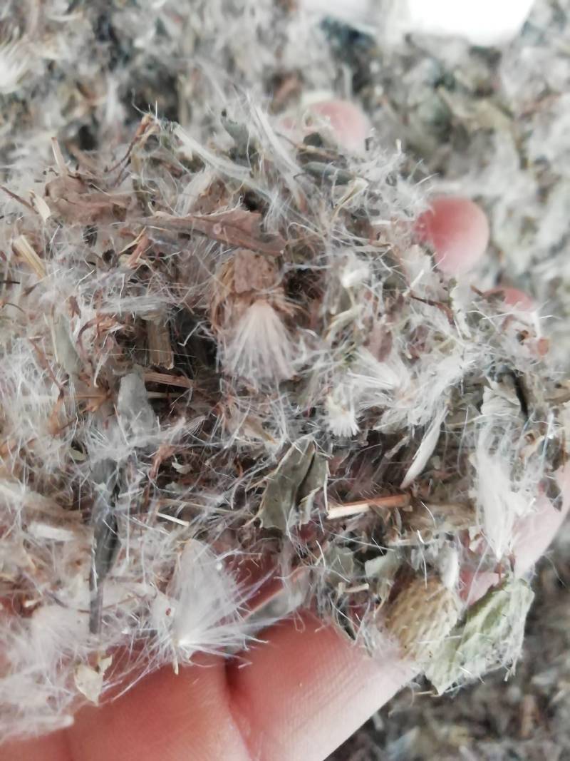 中药材小蓟小蓟草根小计七七牙刺儿菜水野红花