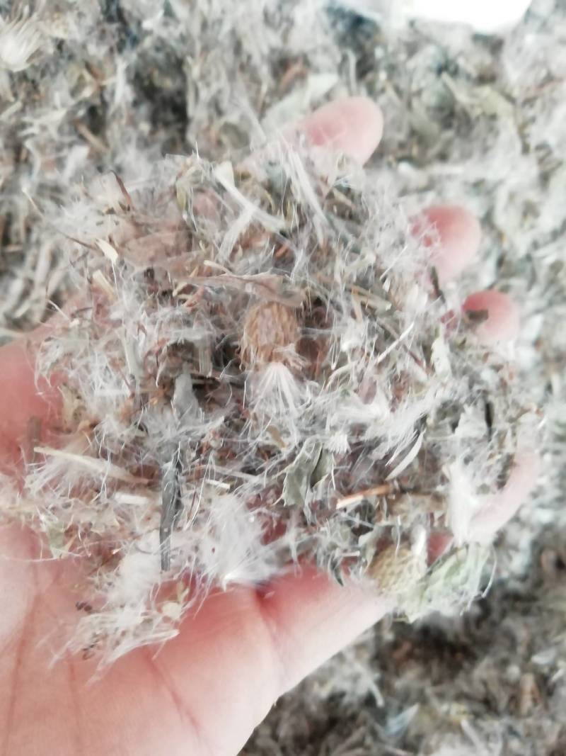 中药材小蓟小蓟草根小计七七牙刺儿菜水野红花