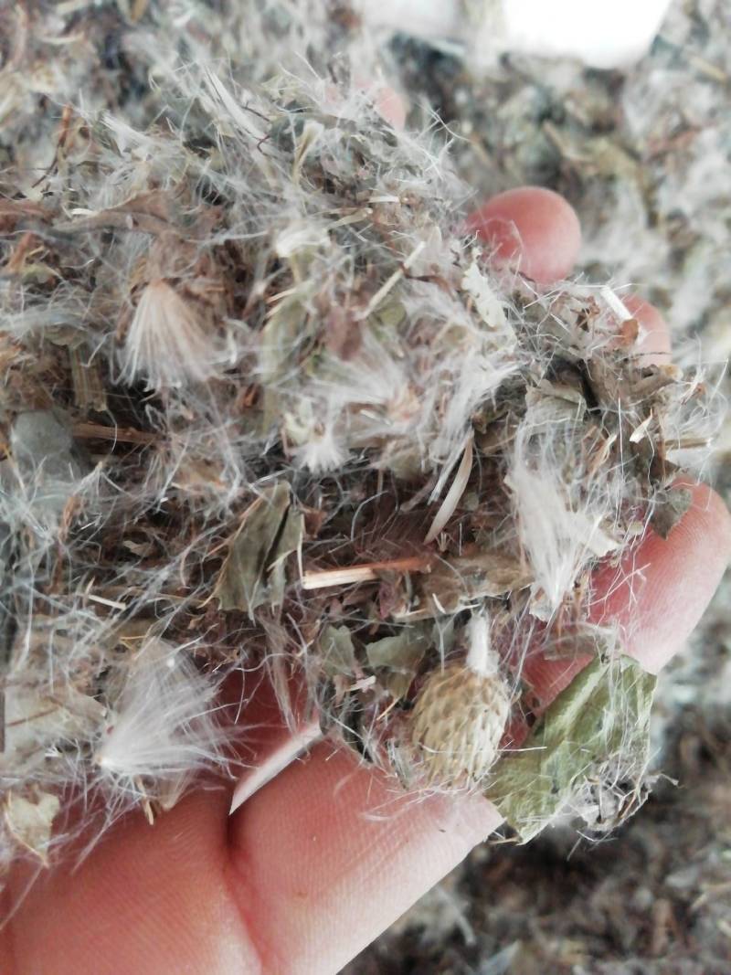 中药材小蓟小蓟草根小计七七牙刺儿菜水野红花