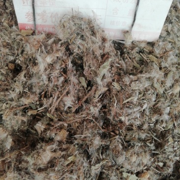 中药材小蓟小蓟草根小计七七牙刺儿菜水野红花