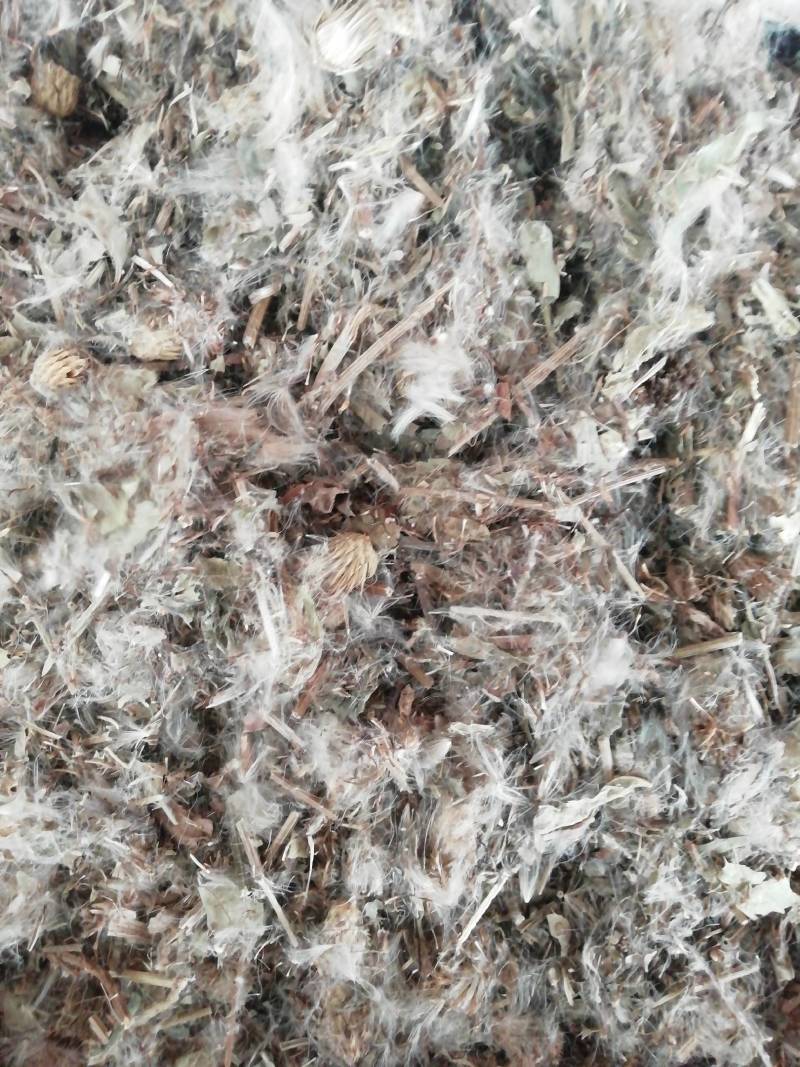 中药材小蓟小蓟草根小计七七牙刺儿菜水野红花