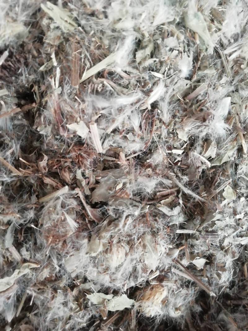 中药材小蓟小蓟草根小计七七牙刺儿菜水野红花