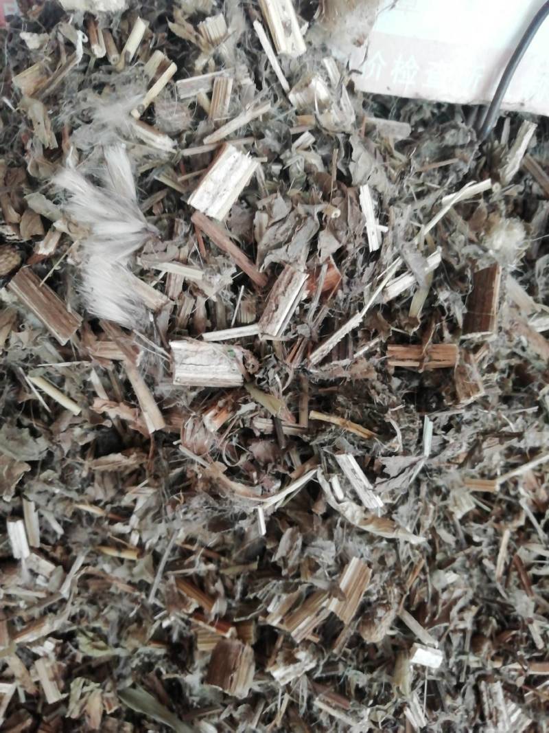 中药材野生大蓟草大蓟马蓟/虎蓟刺蓟野刺菜马刺