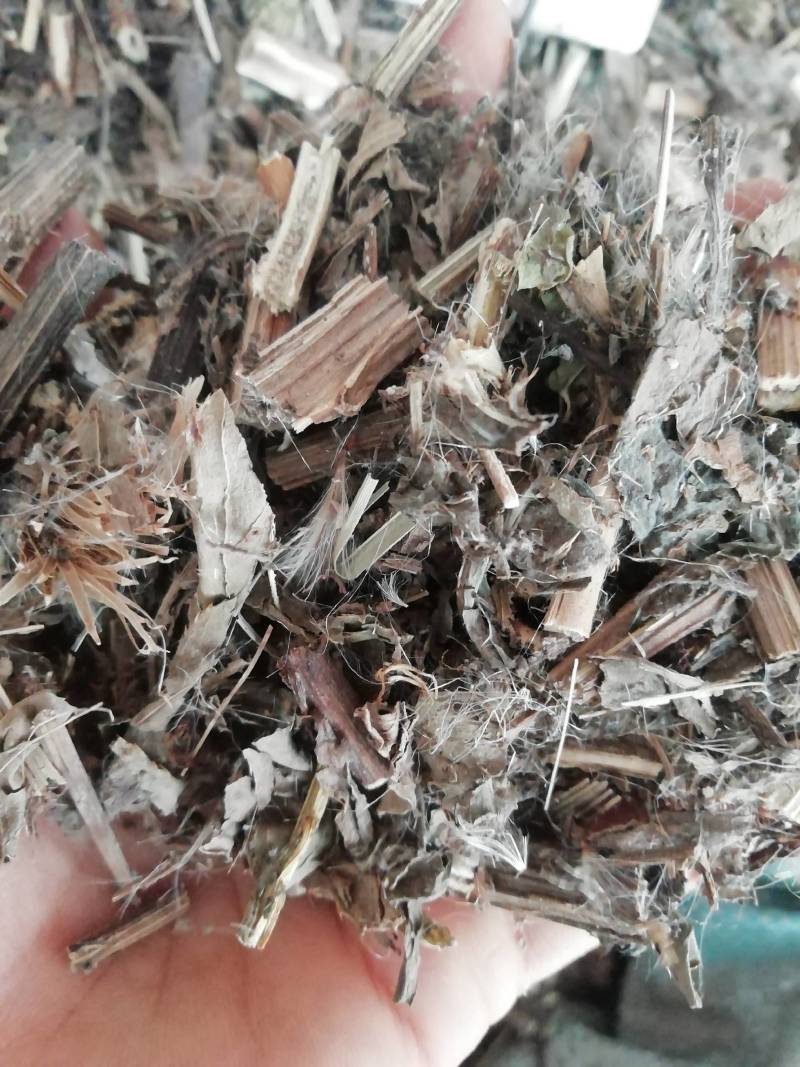 中药材野生大蓟草大蓟马蓟/虎蓟刺蓟野刺菜马刺