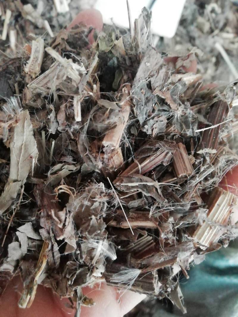 中药材野生大蓟草大蓟马蓟/虎蓟刺蓟野刺菜马刺