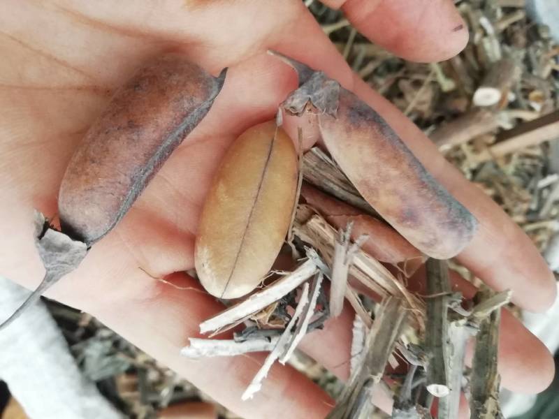 野生中药材响铃草马响铃马铃草假花生新鲜干货