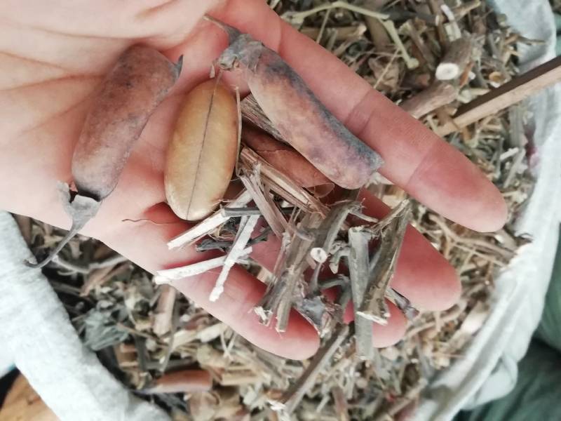 野生中药材响铃草马响铃马铃草假花生新鲜干货