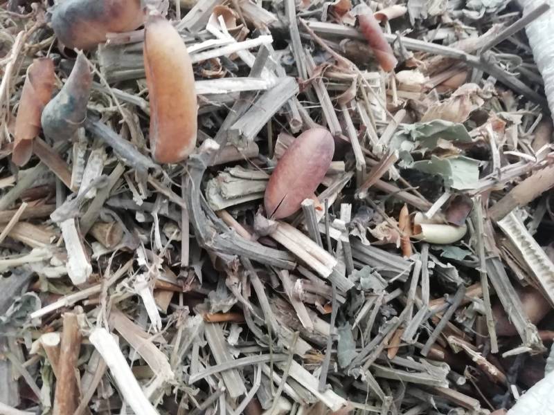 野生中药材响铃草马响铃马铃草假花生新鲜干货