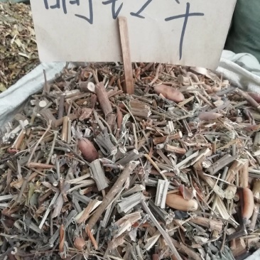 野生中药材响铃草马响铃马铃草假花生新鲜干货