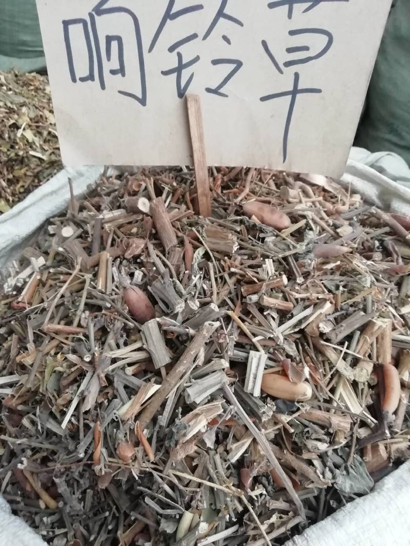 野生中药材响铃草马响铃马铃草假花生新鲜干货