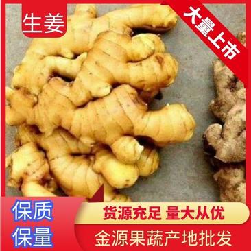 【优质】大黄姜产地直销保质保量全国发货坏烂包赔。