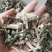 六耳棱中药材六耳零，百草王鹿耳翎六棱菊六耳铃