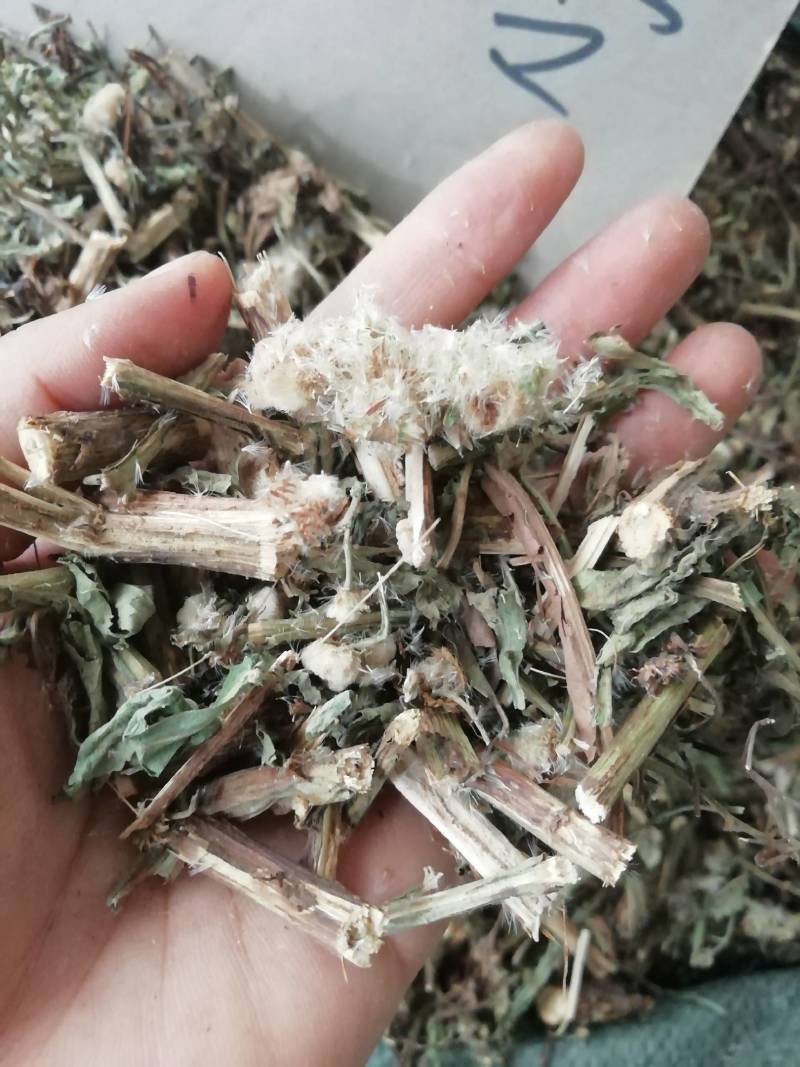 六耳棱中药材六耳零，百草王鹿耳翎六棱菊六耳铃