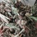 六耳棱中药材六耳零，百草王鹿耳翎六棱菊六耳铃