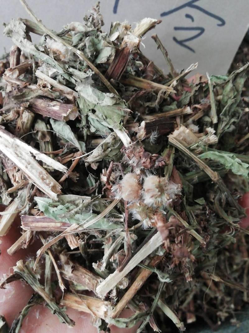 六耳棱中药材六耳零，百草王鹿耳翎六棱菊六耳铃