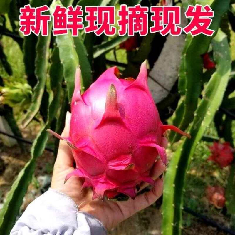 海南火龙果基地直接供货