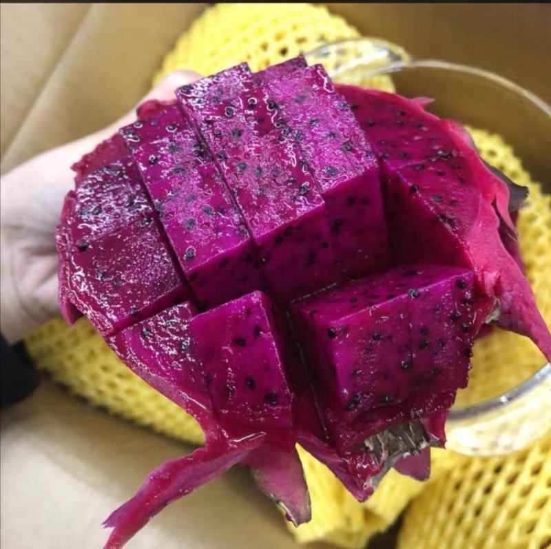 海南火龙果基地直接供货