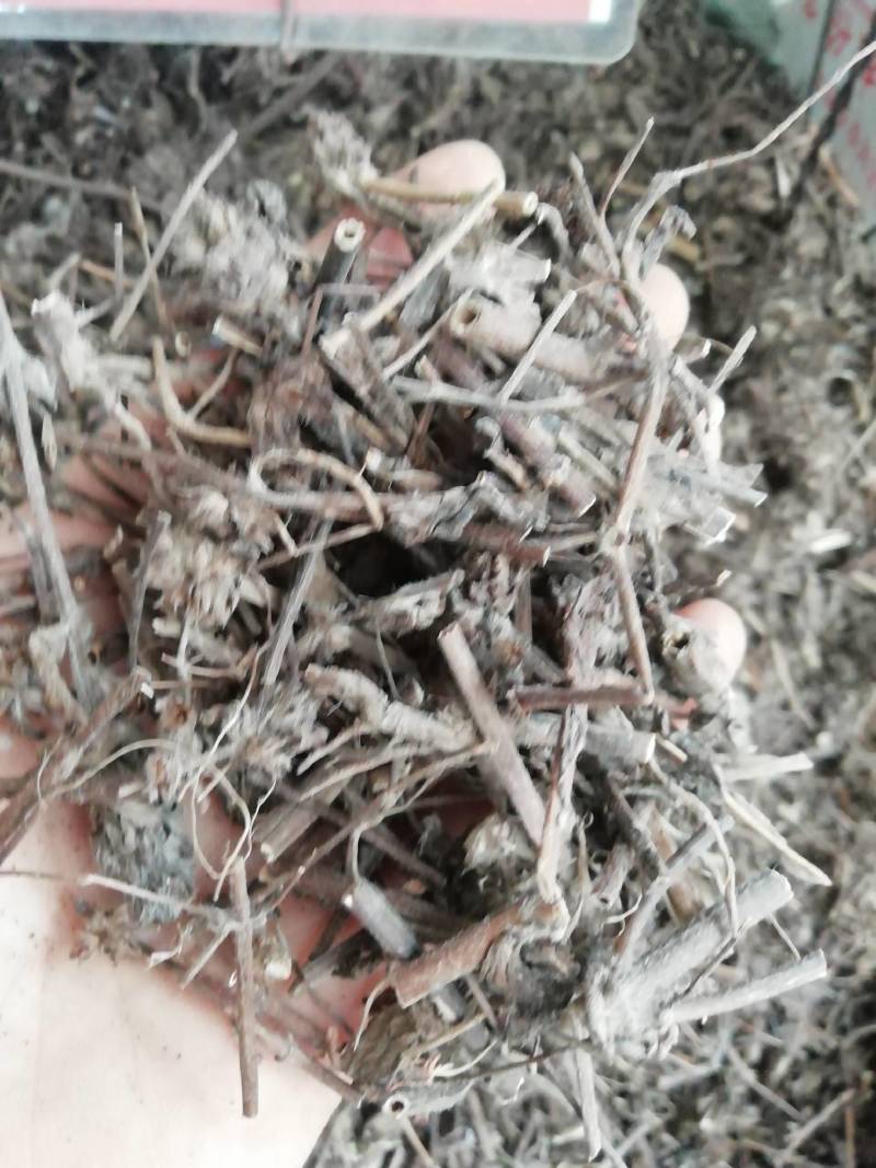 中药材千捶草大头陈，整条大头陈都有货