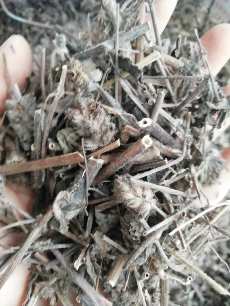 中药材千捶草大头陈，整条大头陈都有货