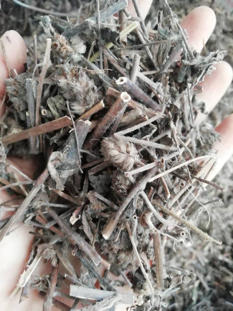 中药材千捶草大头陈，整条大头陈都有货
